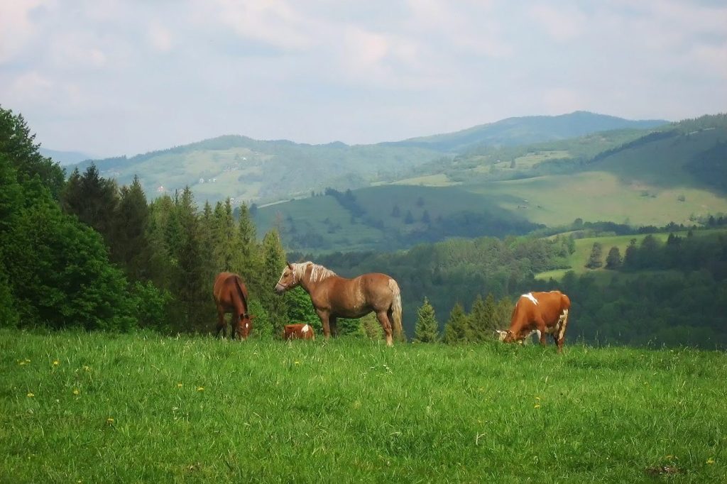 草原にいる馬たち