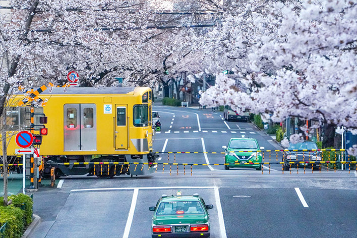 東京の桜はすごい！都内の花見撮影スポット6選