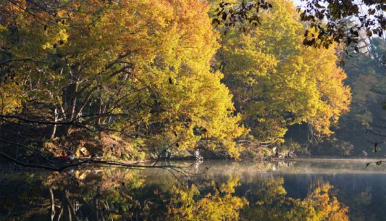 東京近郊に紅葉を見に行こう！神奈川・秦野「震生湖」で秋ハイキング