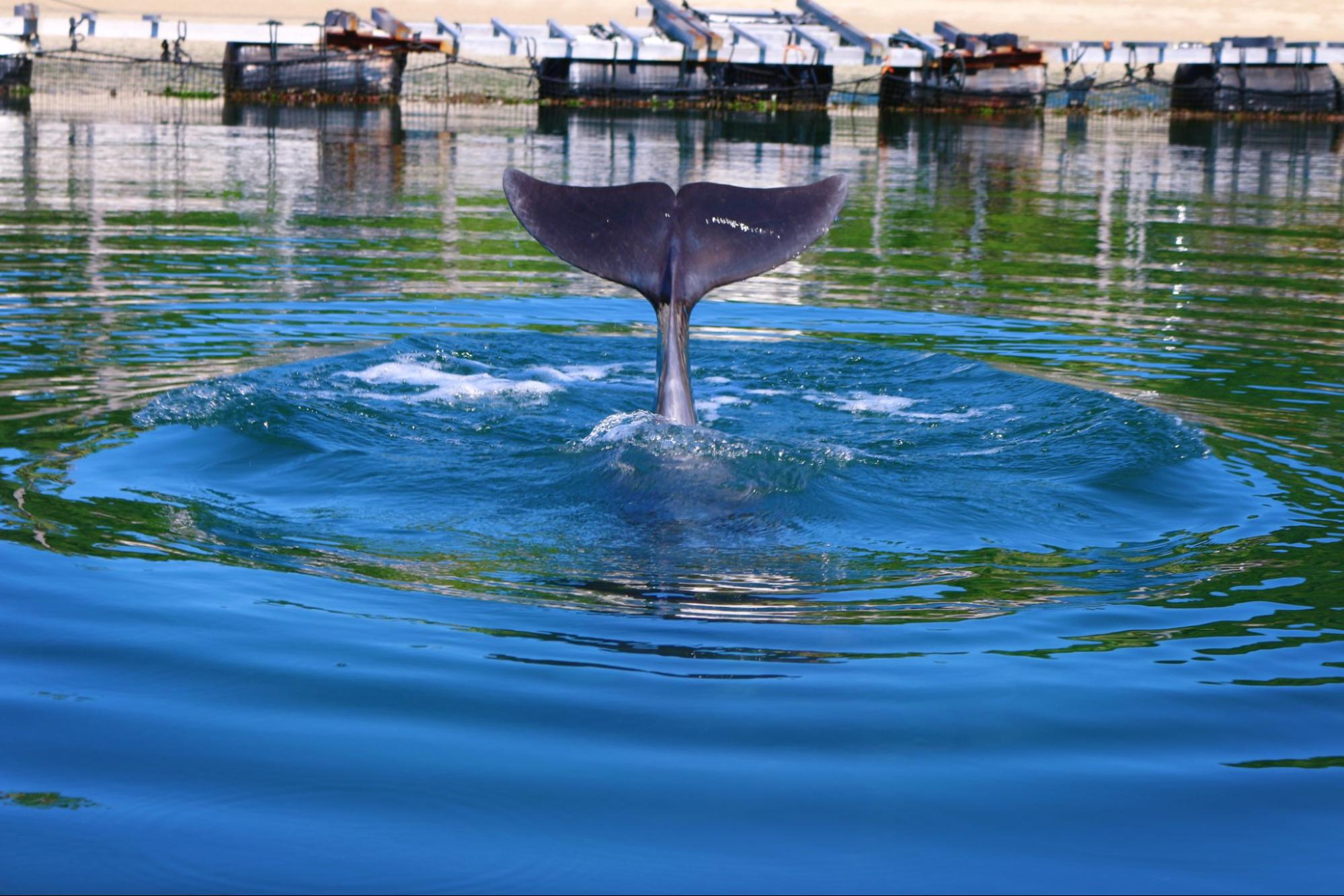 イルカと泳ぐ体験