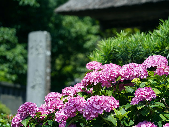 鎌倉　極楽寺　紫陽花