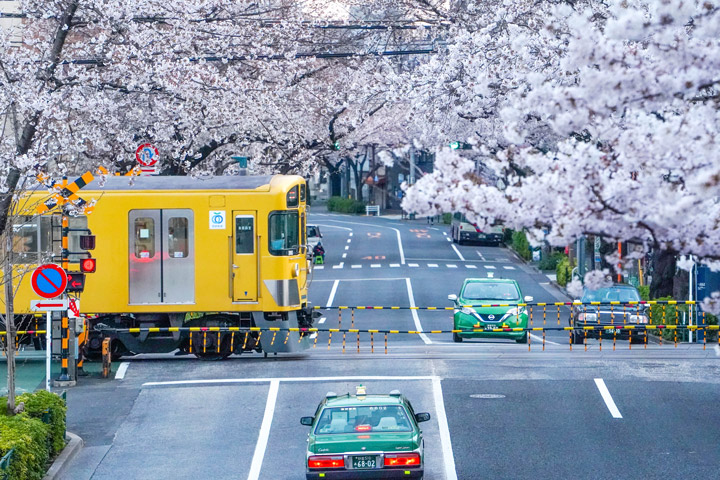 西武新宿線　中野通り　桜