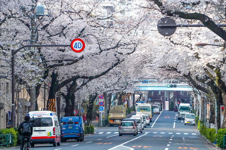 中野通りの桜のトンネル