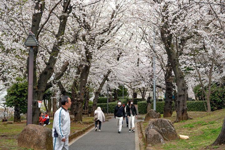 飛鳥山公園 桜
